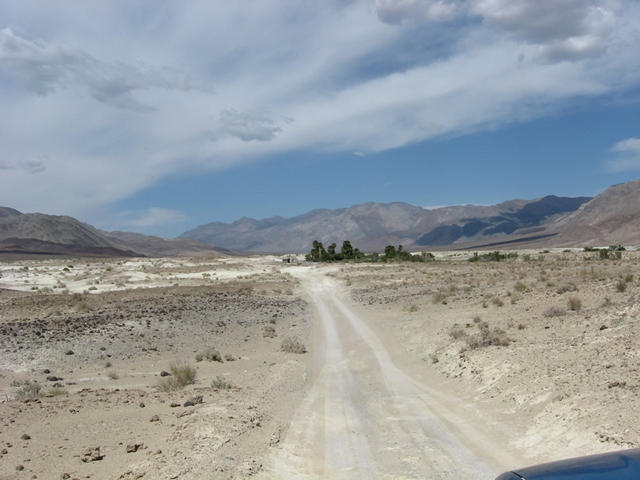 View of palm tree oasis from access road (Lower Saline)